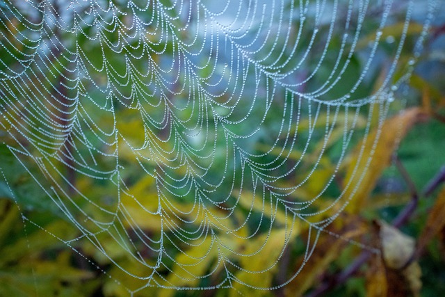 web